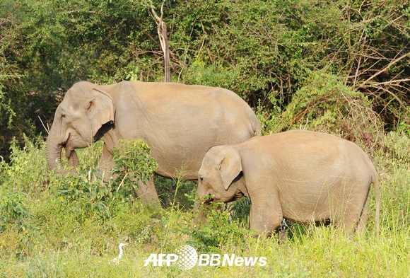 멸종 위기에 처한 스리랑카 코끼리