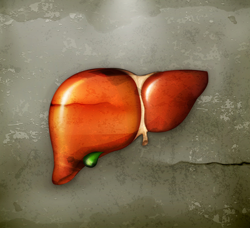 [쿡기자의 건강톡톡] 침묵의 장기 ‘간(肝)’과 간암