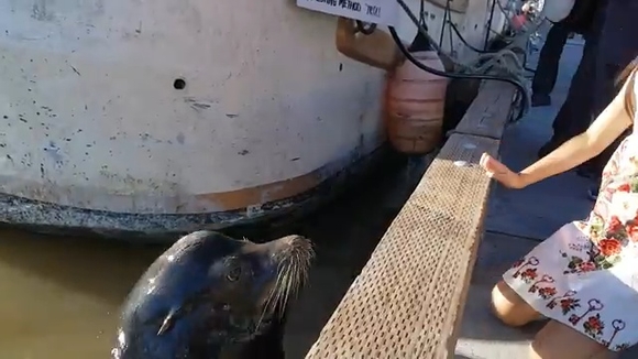 [쿠키영상] ‘아찔’ 소녀를 바다로 끌어당기는 바다사자…“야생동물에게 먹이 주는 행동 위험”