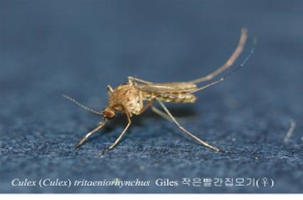 경남 ‘일본뇌염 매개모기’ 첫 발견…작년보다 2개월 빨라