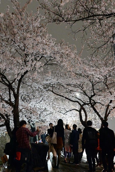 서울시, 2018 여의도 벚꽃축제 행사정보 공개… ‘미세먼지만 없더라면’