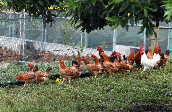 닭고기 가격 절반 이상이 유통비… 5년만에 최고치