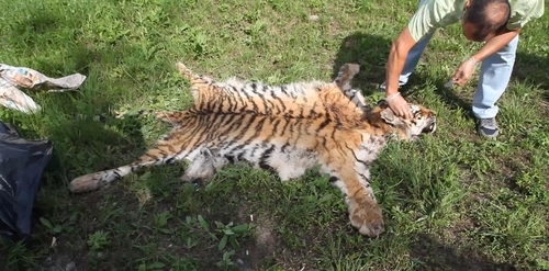 러시아서 백두산 호랑이 불법 사냥한 40대 체포