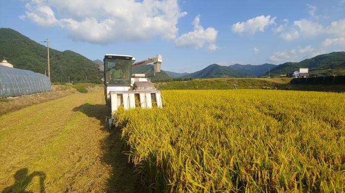 진안군, 벼 보급종 ‘해담쌀’ 본격 수확 