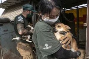 한국 개 농장서 구조된 개 200마리, 미국에서 새 주인 만난다