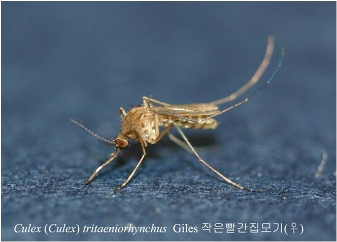 경북도, 올해 첫 ‘일본뇌염 매개모기’ 발견 