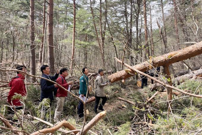 산림청, 울진금강소나무숲 폭설 피해 복구 현장토론