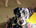 아이와 반려동물만 함께 두면 생기는 일