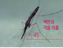 파주서 채집된 말라리아 매개모기서 원충 확인…