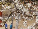 토요일 전국 맑아…낮 최고 8~15도 [날씨]