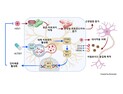 “바이러스 감염, 알츠하이머 가속화…‘ALT001’로 제어 효과”