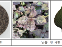 국산 잎들깨 ‘숨들’ 호흡기 질환 개선 효과 입증