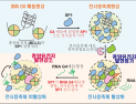 [쿠키과학] '종양유전자 조절 스위치' 세계 최초 발견