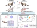 [쿠키과학] 사람 전염 우려 'H5N1 조류인플루엔자' 확산 메커니즘