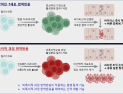 [쿠키과학] '급성간염·자가면역질환 공통기전 찾았다'… KAIST, 킬러 T세포 ‘폭주 메커니즘’ 규명