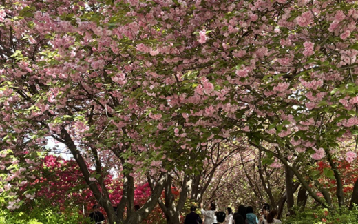 전주 완산공원 꽃동산, 봄나들이 발길로 북적