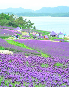 전국 최대 프렌치 라벤더 축제 15일 신안서 개막