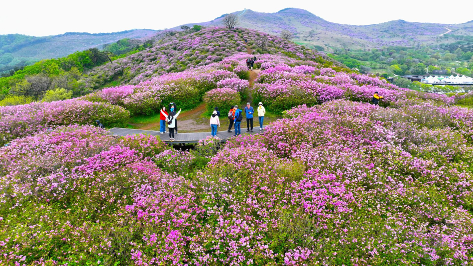 황매산철쭉제