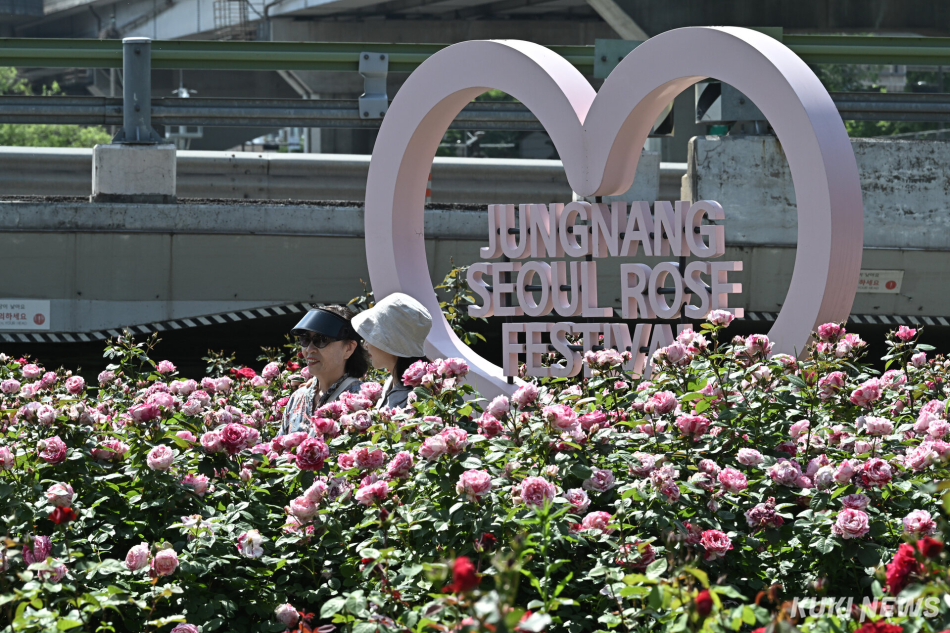 15일 서울 중랑구 중랑천 일대에 조성된 장미정원에서 시민들이 사진을 찍으며 축제를 즐기고 있다.