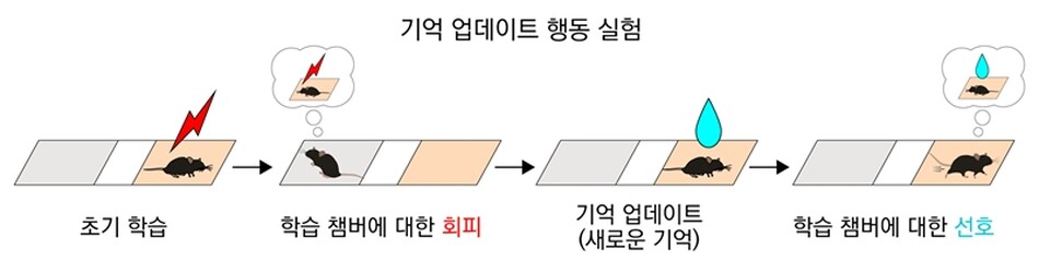 기억 업데이트 행동 실험 패러다임. 학습 챔버에서 전기 충격을 받은 생쥐는 학습 챔버를 회피하는 행동을 보인다. 하지만, 이후 학습 챔버에서 물 보상을 얻으면, 생쥐는 회피 행동에서 그 챔버를 선호하는 행동으로 행동을 전환한다. KAIST