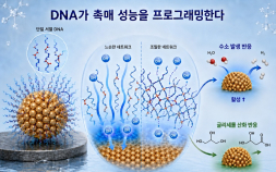 [쿠키과학] ‘DNA 서열 바꿔 수소 생산 높인다’… KAIST, 전기촉매 설계법 개발