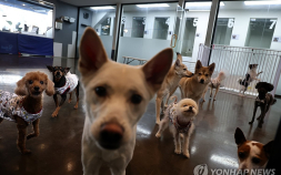 부산서 대학에 국내 최초 동물복지과 등장