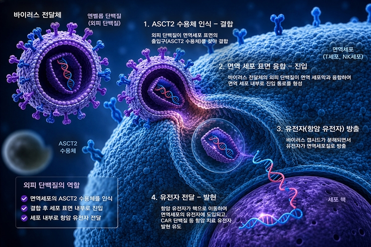 바이러스 전달체가 면역세포로 진입할 때 외피단백질 역할. 한국화학연구원