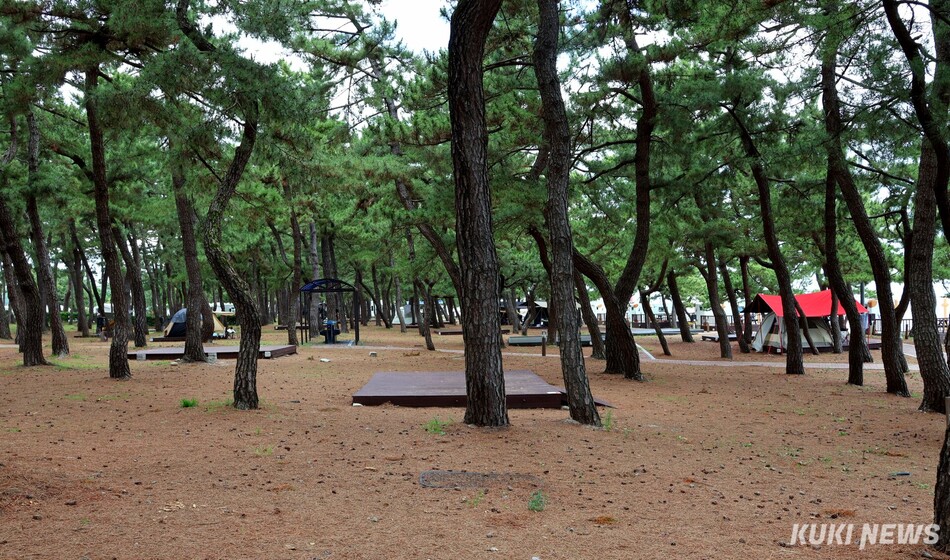 강릉시를 비롯한 관할 읍·면·동과 각 해수욕장운영위원회는 10일, 지난 4일 첫번째로 개장한 경포해수욕장을 제외한 17개 해수욕장을 모두 일제히 개장하고, 오는 8월 23일까지 45동안 본격적인 운영에 들어갔다. 연곡해수욕장 캠핑장. 전인수 기자